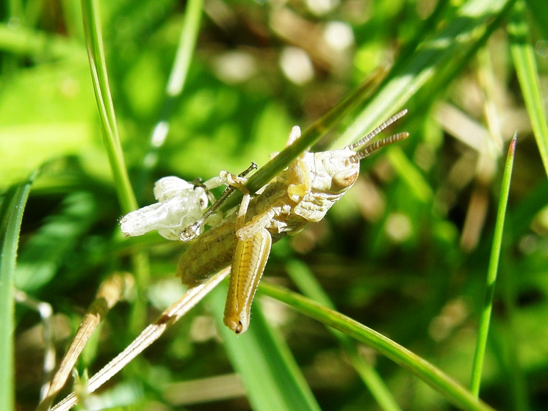 exuvia